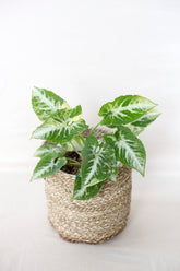 Syngonium scramble egg
